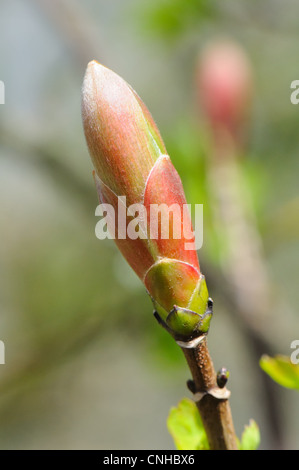 La molla non aperti bud di Acer pseudoplatanus o sicomoro britannico Foto Stock
