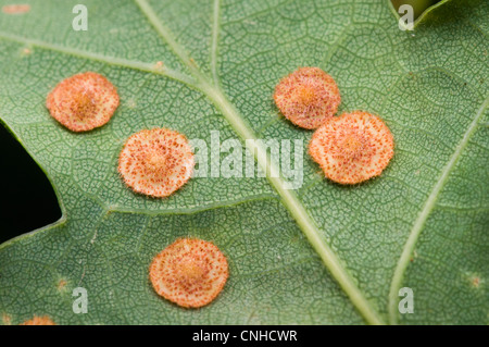 Spangle comune fiele (Neuroterus quercusbaccarum) sul lato inferiore di una foglia di quercia in banca Downe Riserva Naturale, Kent. Agosto. Foto Stock