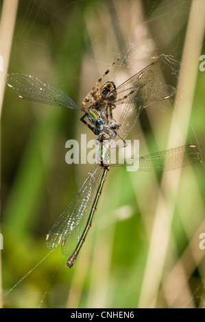 Maschio e femmina willow emerald damselflies (Chalcolestes viridis) catturati nel web di un giardino spider (Araneus diadematus) Foto Stock
