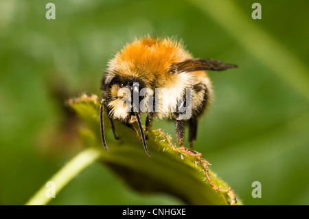 Un muschio carda bee (Bombus muscorum) su una foglia in Brede alta boschi, West Sussex. Settembre. Foto Stock