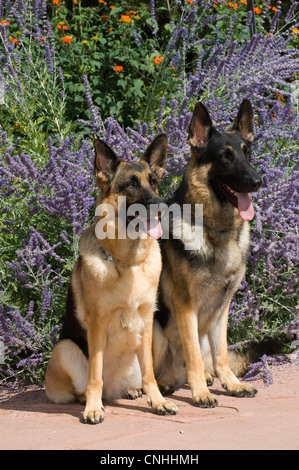 Due cani pastore tedesco seduto davanti di fiori Foto Stock