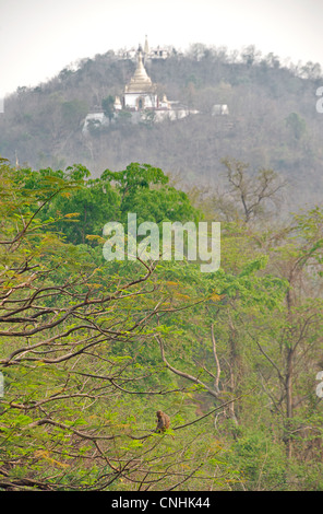 Dintorni di Hpo Win Daung grotte, vicino Monywa, Sagaing regione, Birmania. Monkey nella tettoia; pagoda oltre Foto Stock