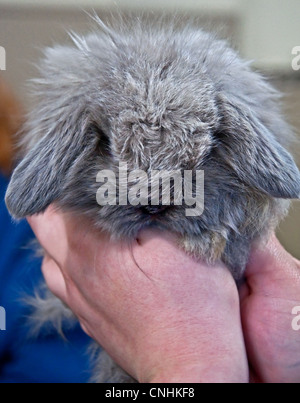 Questo minuscolo bunny è una perla di fumo American Fuzzy lop un grigio colorato di azzurro baby coniglio, essendo trattenuto da vicino in un paio di mani. Foto Stock