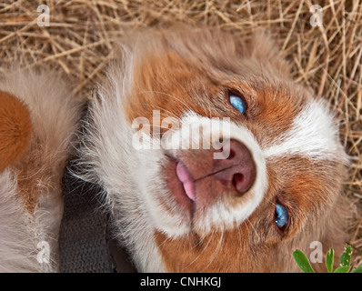 Questo grazioso blue eyed pastore australiano cucciolo è giacente in si torna con la sua faccia rivolta alla fotocamera e la linguetta sporgente. Foto Stock