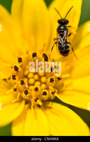 Parafango ant su cosmo giallo fiore Foto Stock