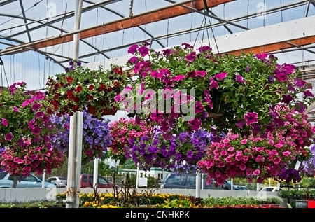 Questa serra è riempito con una fila di cesti floreali pendenti, riempito con soprattutto nelle petunie e altre piante annue per la bella casa Foto Stock