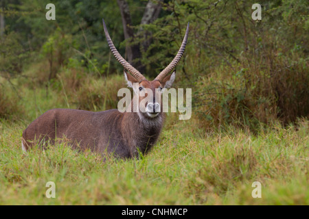 Voce maschile Defassa Waterbuck (Kobus ellipsiprymnus defassa) nel lago Mburo National Park, Uganda Foto Stock