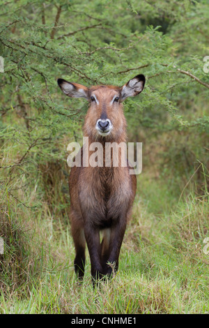 Femmina Defassa Waterbuck (Kobus ellipsiprymnus defassa) nel lago Mburo National Park, Uganda Foto Stock