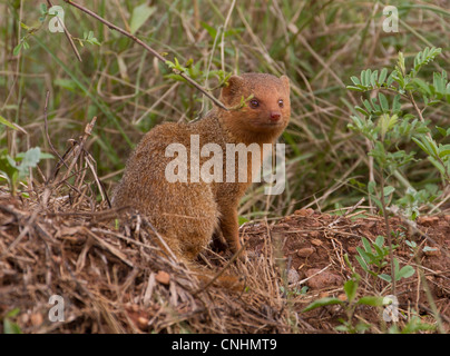 La Mangusta nana (Helogale parvula) nel lago Mburo National Park, Uganda Foto Stock