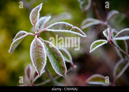 Lascia coperto di brina, close-up Foto Stock