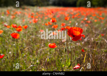 Un campo di fiori di papavero Foto Stock