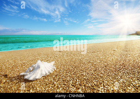 Shell sulla spiaggia con marea in background Foto Stock