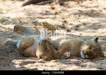 Un giocoso LION CUB che giace accanto a un altro cub sleeping Foto Stock