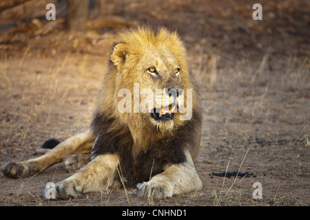 Un maschio di leone sdraiato, la luce del sole che splende su face Foto Stock