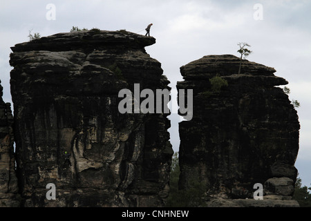 Una persona si prepara a rappel verso il basso una formazione di roccia, Svizzera Sassone, Bassa Sassonia, Germania Foto Stock