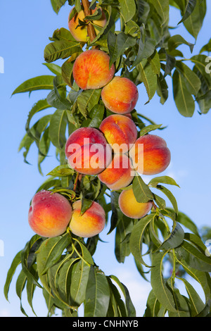 Le pesche che crescono su un albero Foto Stock