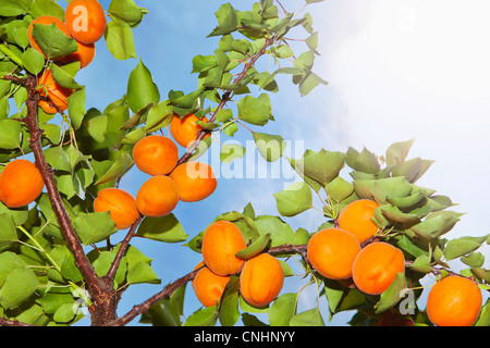 Il sole che splende su albicocche che crescono su un albero di albicocche Foto Stock