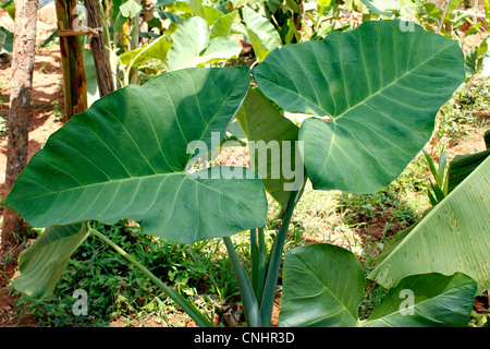 Arrowleaf orecchie di elefante foglie con goccioline di acqua Foto Stock