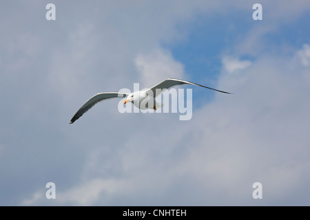 Un gabbiano volare sopra il traghetto vicino a Oban, Scozia Foto Stock