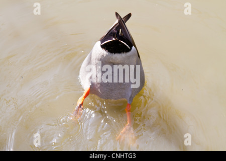 Un maschio di Mallard duck a testa in giù in alto la coda, nell'acqua Foto Stock