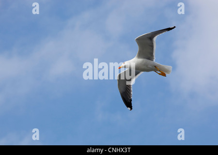 Un gabbiano volare sopra il traghetto vicino a Oban, Scozia Foto Stock