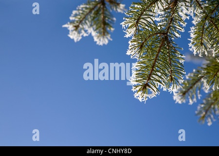 Close up di aghi di pino con trasformata per forte gradiente frost Foto Stock