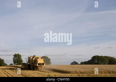 Mietitrebbia in campo di grano Foto Stock