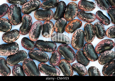 Phaseolus coccineus. Runner semi di fagiolo imperatore scarlatto su sfondo bianco Foto Stock