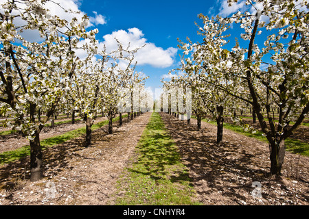 Meli in fiore in Orchard Foto Stock