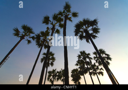 Palme al tramonto, stagliano contro un chiaro cielo soleggiato. Tropical Foto Stock