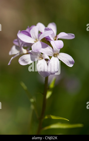 Coralroot, Cardamine bulbifera, crescendo nel bosco misto, Hertfordshire, Regno Unito Foto Stock