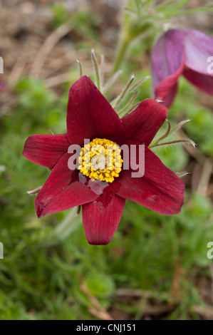 "Pasque Flower, Pulsatilla vulgaris ssp. rubra cresce su chalk prateria, Hertfordshire, Regno Unito Foto Stock