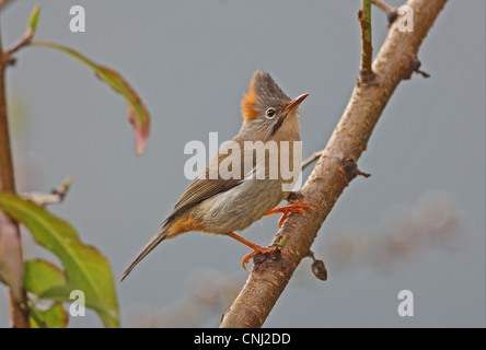 Rufous-sfiatato Yuhina Yuhina occipitalis occipitalis adulto appollaiato ramo Eaglenest Wildlife Sanctuary Arunachal Pradesh India Foto Stock