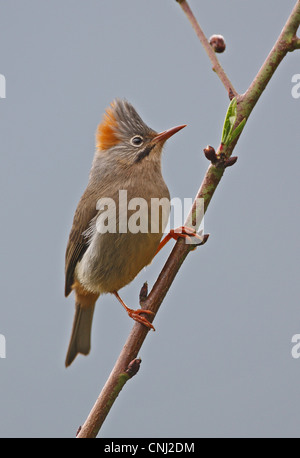 Rufous-sfiatato Yuhina Yuhina occipitalis occipitalis adulto appollaiato ramoscello Eaglenest Wildlife Sanctuary Arunachal Pradesh India Foto Stock