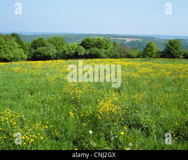 Ranuncolo campo in Normandia Francia Foto Stock