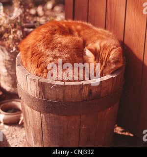 Lo zenzero gatto addormentato nella vasca giardino Foto Stock