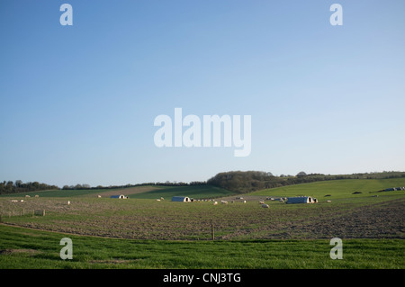 Suini in un campo vicino a Aston Tirrold in Oxfordshire, Inghilterra, Regno Unito. Foto Stock