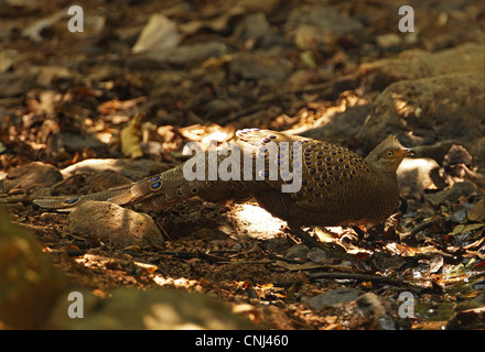 Grigio-blu pavone fagiano (Polyplectron bicalcaratum) maschio adulto, bevendo alla piscina nella foresta, Kaeng Krachan N.P., Thailandia, febbraio Foto Stock