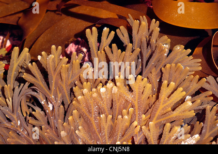 Wrack dentata (Fucus serratus), un alghe brune, in un rockpool, REGNO UNITO Foto Stock