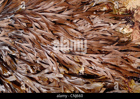 Wrack dentata (Fucus serratus), un alghe brune esposti a bassa marea, REGNO UNITO Foto Stock