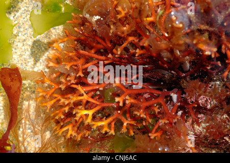 Un alga rossa (Scinaia forcellata) in un rockpool sulla sponda inferiore, REGNO UNITO Foto Stock