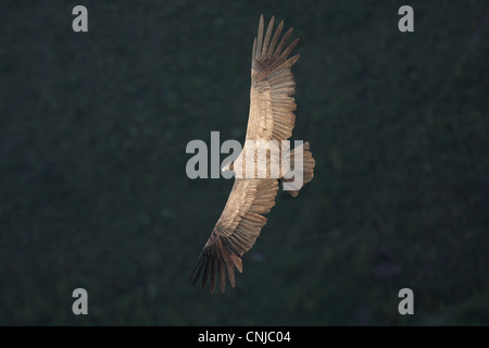 Condor andino Vultur gryphus immaturo in volo volteggiare roost sito nel tardo pomeriggio di sole Ongamira Cordoba Argentina aprile Foto Stock