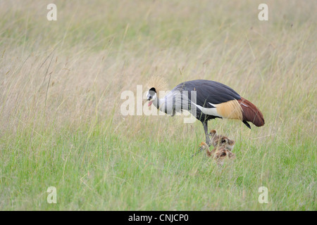 Grigio-crowned crane (Balearica regulorum gibbericeps) pulcini a piedi con adulto presso il Masai Mara NP Kenya - Africa orientale Foto Stock