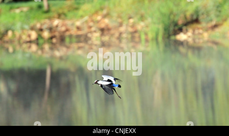 Fabbro pavoncella o fabbro plover (vanellus armatus) in volo., Tulbagh, sud africa. Foto Stock