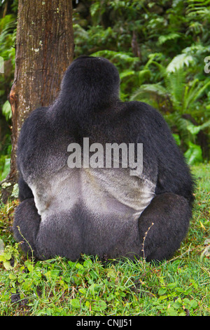 Africa, Ruanda,vista posteriore di Akarevuro, un Gorilla di Montagna e n. 2 Silverback del gruppo Kwitonda al di fuori del muro di Buffalo. Foto Stock