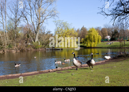 Oche del Canada visto in Hanley Park Stoke on Trent Foto Stock