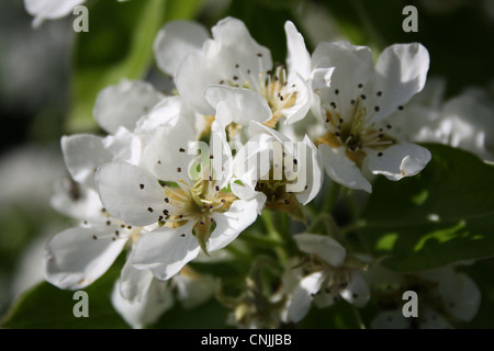 Fiorisce su di un albero di pera Foto Stock