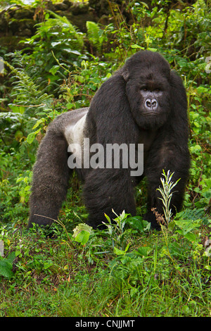 Africa, Ruanda, Akarevuro, un Gorilla di Montagna e n. 2 Silverback del gruppo Kwitonda appena al di fuori del muro di Buffalo. Foto Stock