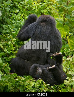 Africa, Ruanda, capretti Gorilla di Montagna e sua madre del gruppo Umubano a vulcani NP nel Virungas. Foto Stock