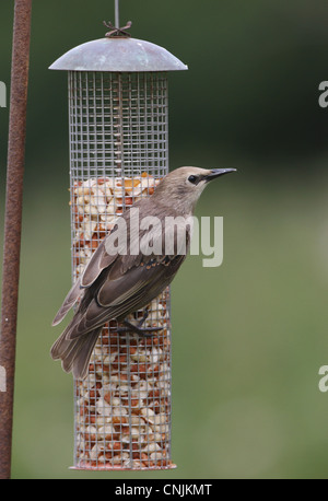 Starling comune (Sturnus vulgaris) capretti, alimentando ad alimentatore di arachidi, Norfolk, Inghilterra, Agosto Foto Stock